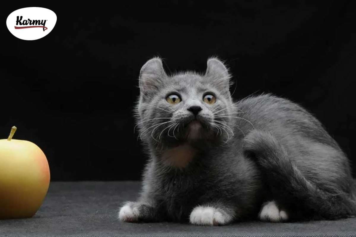 Кинкалоу кошка фото Топ самых маленьких кошек Karmy Дзен
