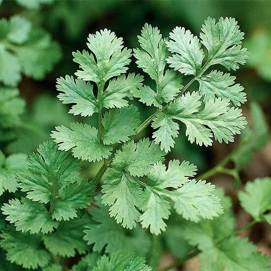 Кинза трава фото Grow Your Own Fresh Cilantro in Garden Beds or Pots Planting herbs, Growing cila