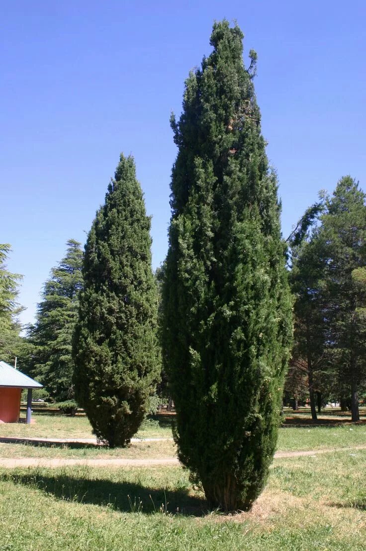 Кипарис фото дерева cupressus sempervirens Cupressus sempervirens, Sempervirens, Garden