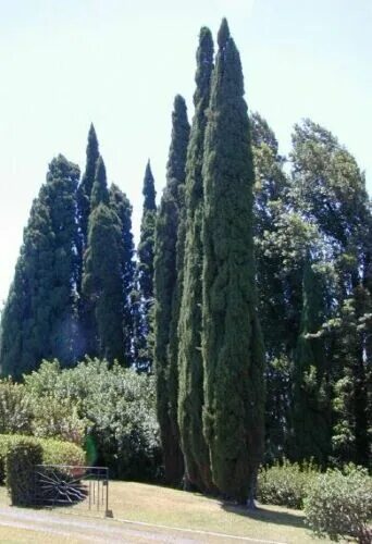 Кипарис фото дерева Italian Cypress Narrow Columnar, Cupressus sempervirens stricta (Fast Evergreen)