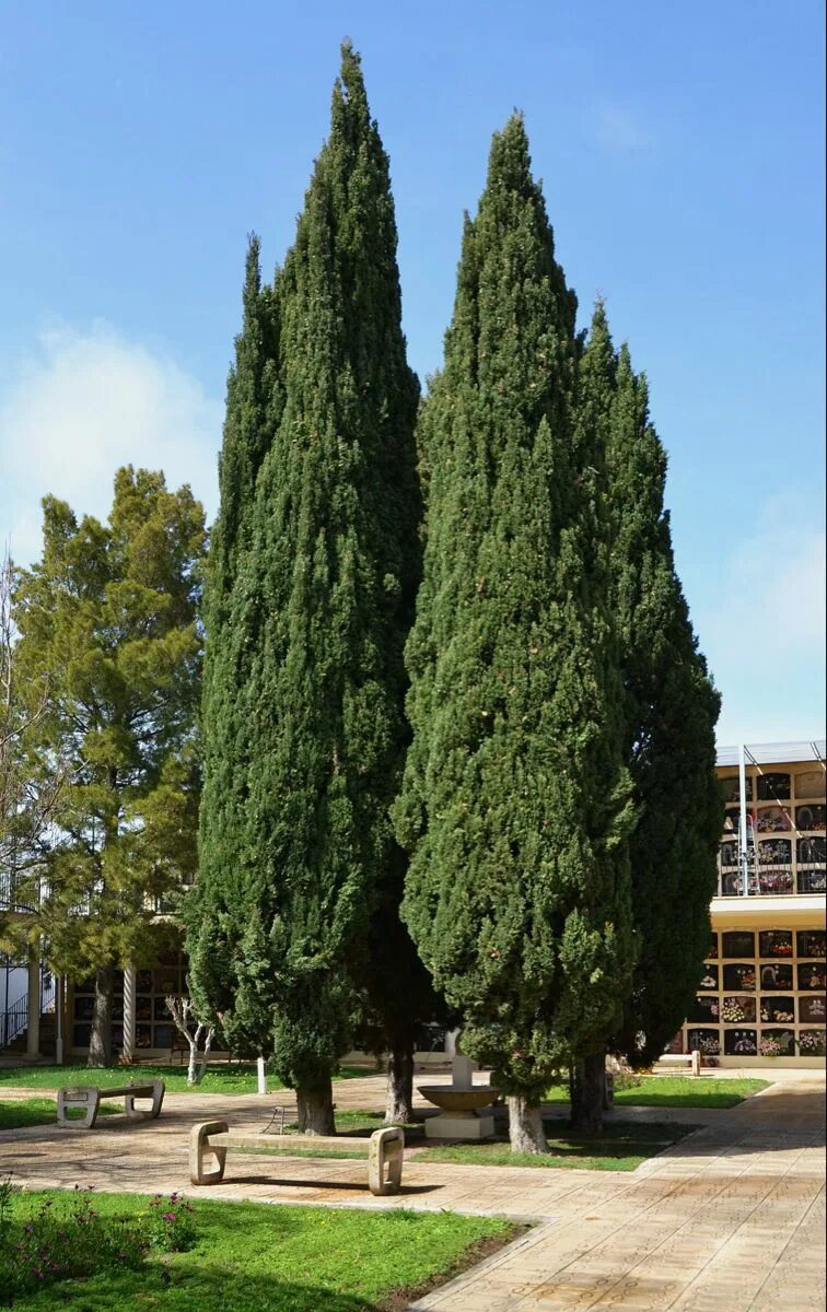 Кипарис фото дерева Кипарис вечнозеленый (Cupressus sempervirens)