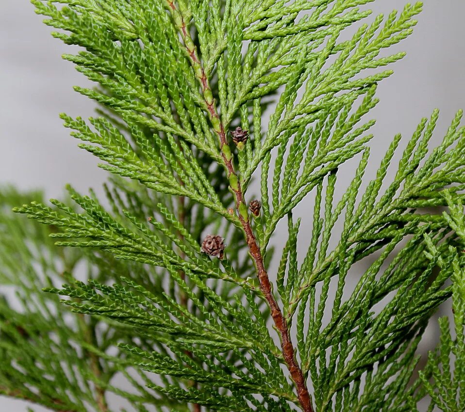 Кипарис фото листьев Cupressus × leylandii - Image of an specimen - Plantarium