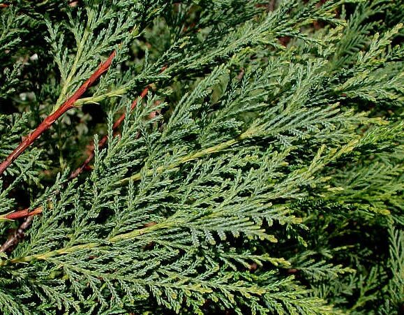 Кипарис фото листьев Cypress Stick Incense - Bayou Witch Incense