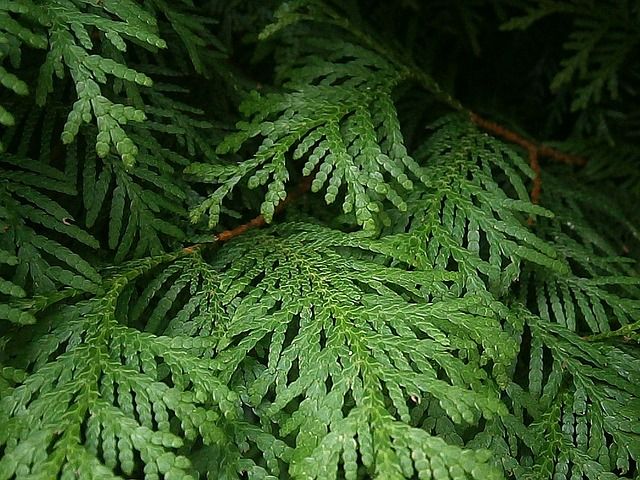 Кипарис фото листьев Thuja Branches Branch Tree Of - Free photo on Pixabay Thuja green giant, Leyland