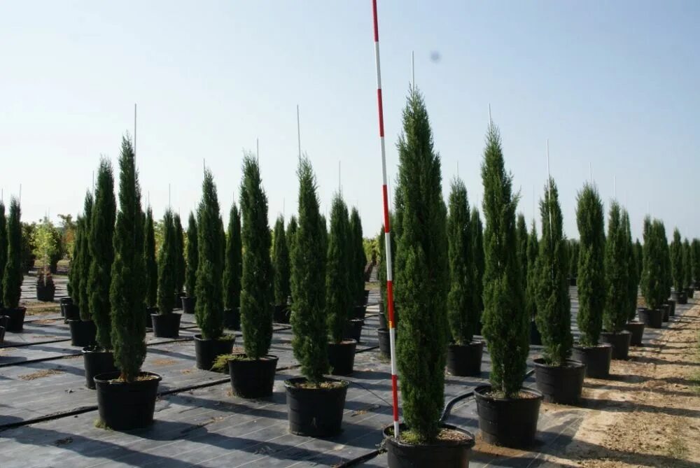 Кипарис ул ленина 230 фото MTV Trees plantANT.com