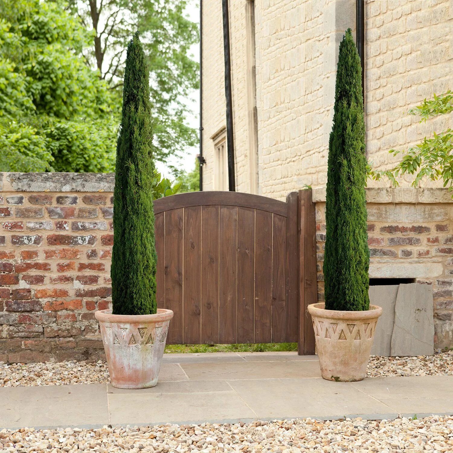 Кипарис ул ленина 230 фото Pair of Italian Cypress Trees 1.2 -1.4m tall potted plants: Amazon.co.uk: Garden