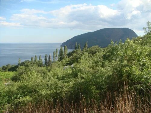 Кипарисное крым фото Береговое кипарисная
