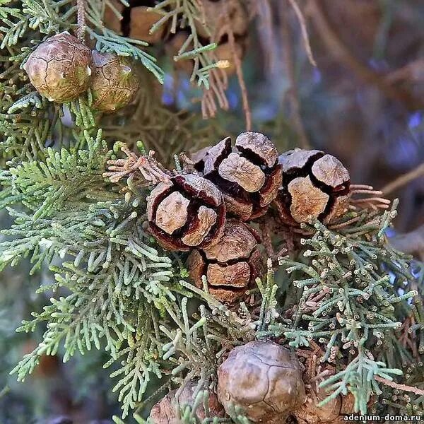 Кипарисовик семена фото Cupressus SEMPERVIRENS (Кипарис)