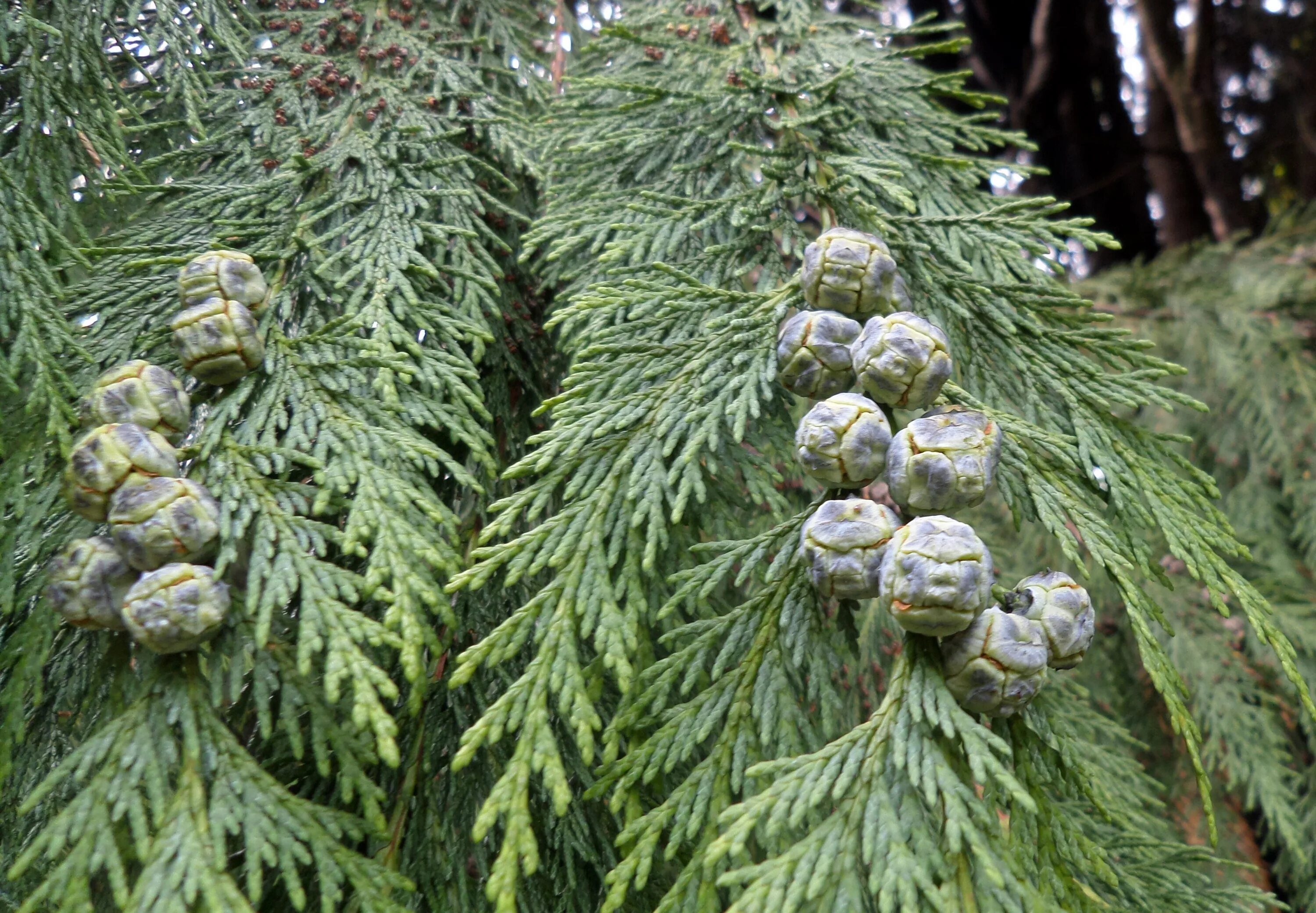 Кипарисовик семена фото File:Chamaecyparis lawsoniana (Lawson's Cypress), Spier's School, Beith, North A