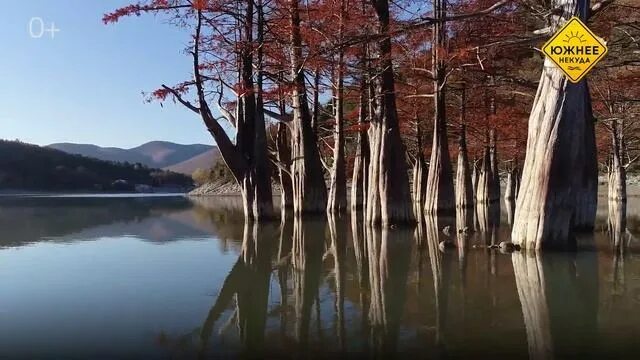 Кипарисовое озеро в сентябре фото ДЕРЕВЬЯ ИЗ ВОДЫ. КИПАРИСЫ п.СУККО - смотреть видео онлайн от "Уроки Живописи" в 