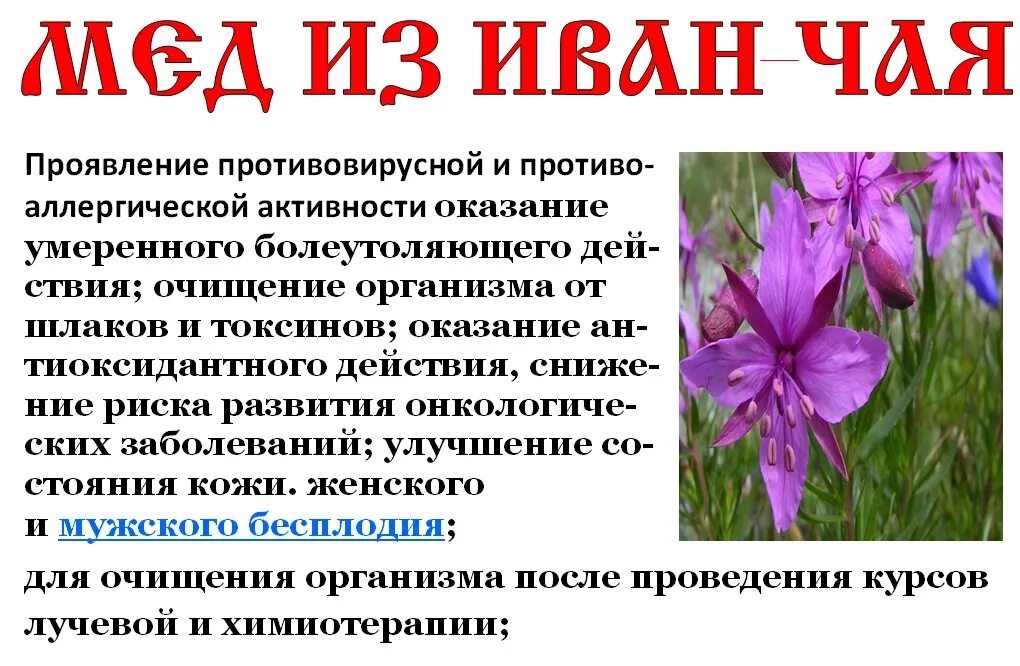 Кипрей мед фото Иван чай мед eCookie.ru