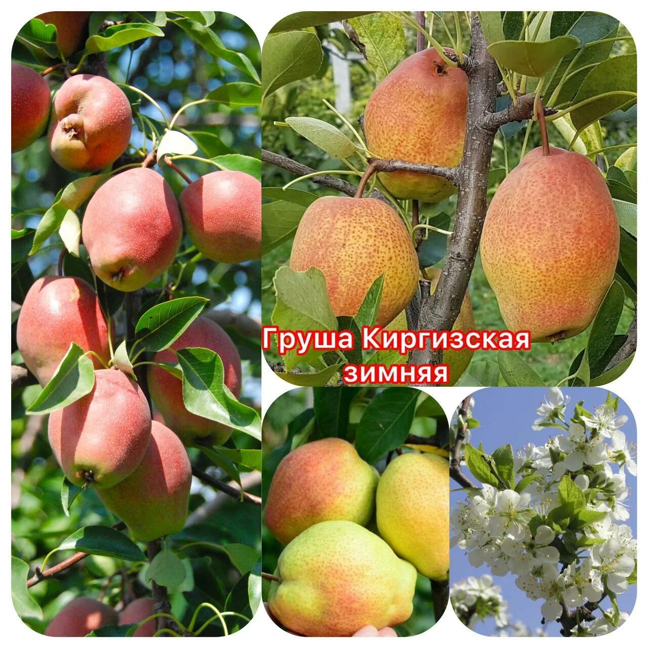 Киргизская груша фото Купить Груша Киргизская зимняя. Саженцы в Алматы - Treesvitas