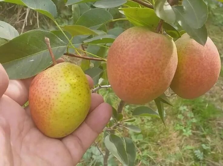Киргизская груша фото груша киргизская зимняя описание сорта Fruit, Apricot