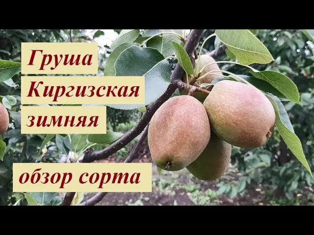 Киргизская груша фото Сорт груши киргизская фото и видео - RaiCvetov.ru