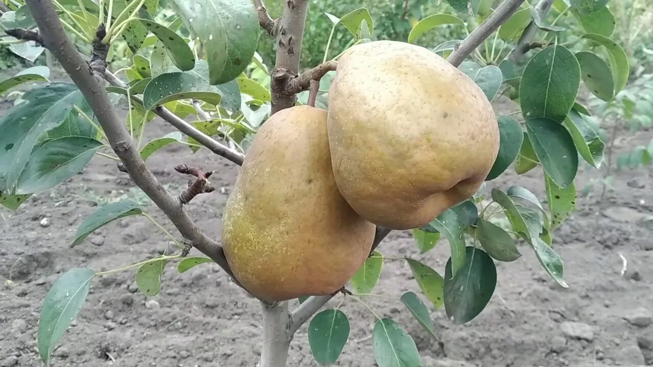 Киргизская груша фото Саженцы груши стрийская купить в Москве по цене от 690 рублей