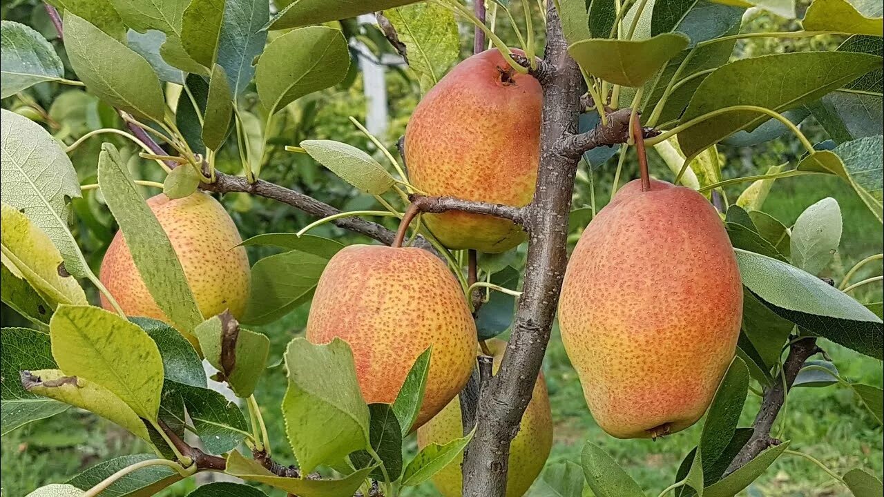 Киргизская груша фото Саженцы груши Киргизская зимняя купить в Москве, растения по цене от 490 руб. в 