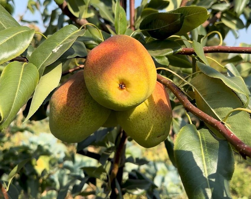 Киргизская груша фото Груша Груша Киргизская (зимняя) купить по цене 590 руб. Доставка Смоленск, Москв