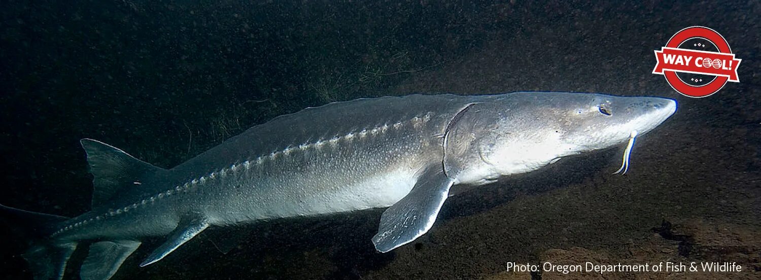 Киров белуга фото Sturgeon are Way Cool because. Beaty Biodiversity Museum