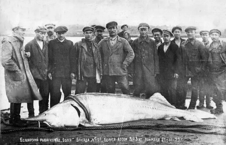 Киров белуга фото Какую рыбу ловили 100 лет назад. Ретро-фото, которых можно слегка испугаться или