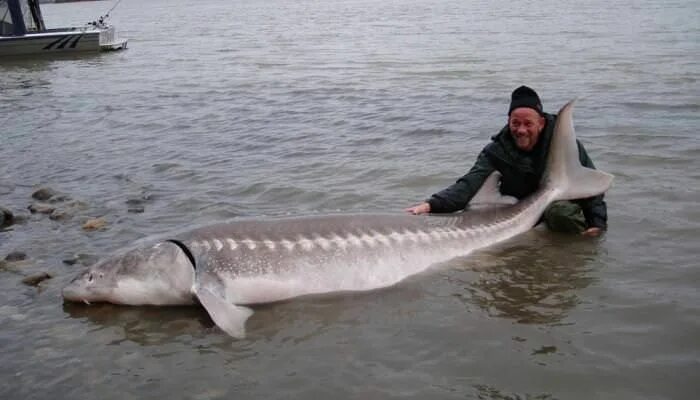 Киров белуга фото Sturgeon on the Fraser River Fraser river, Sturgeon fish, White sturgeon