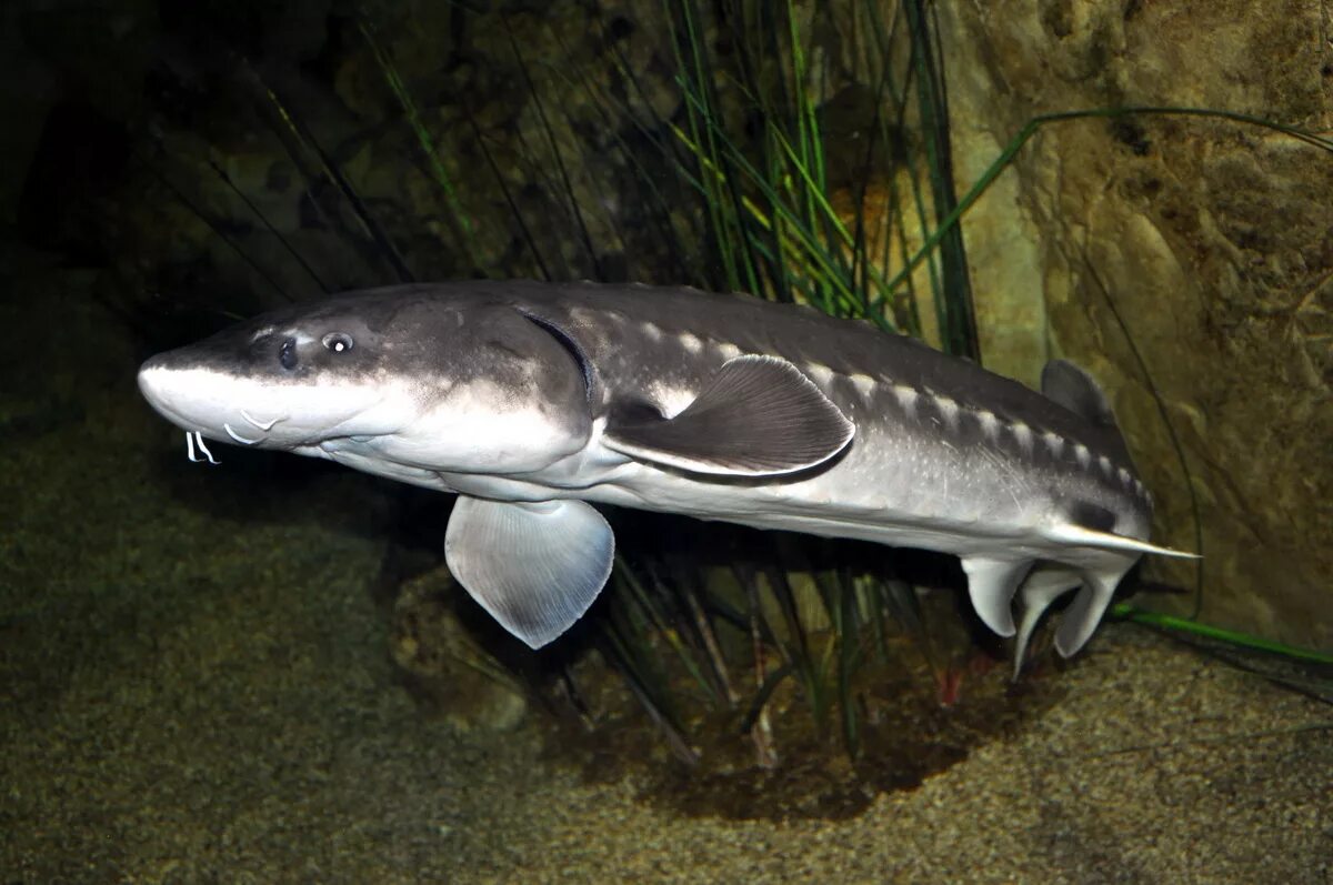 Киров белуга фото White sturgeon NUMA