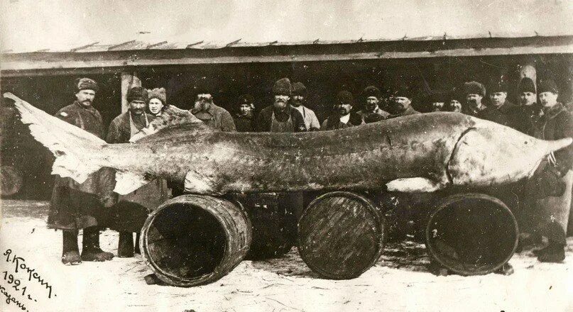 Киров белуга фото Огромная белуга, выловленная близ Казани. 1921 год. РСФСР. Historical photos, Be