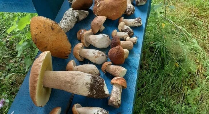 Кировские грибы фото Тихая охота: грибники Кировской области хвастаются добычей Регионы Селдон Новост