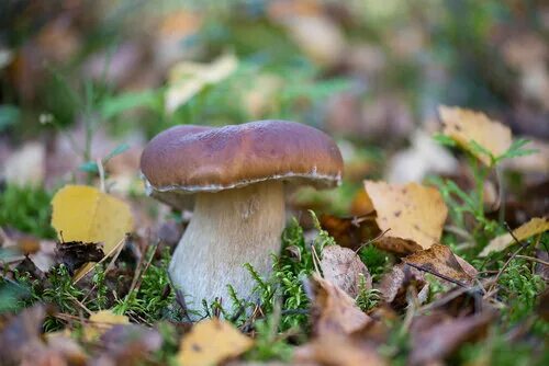 Кировские грибы фото Белый гриб (Boletus edulis). Фото на сайте "Грибы: информация и фотографии"