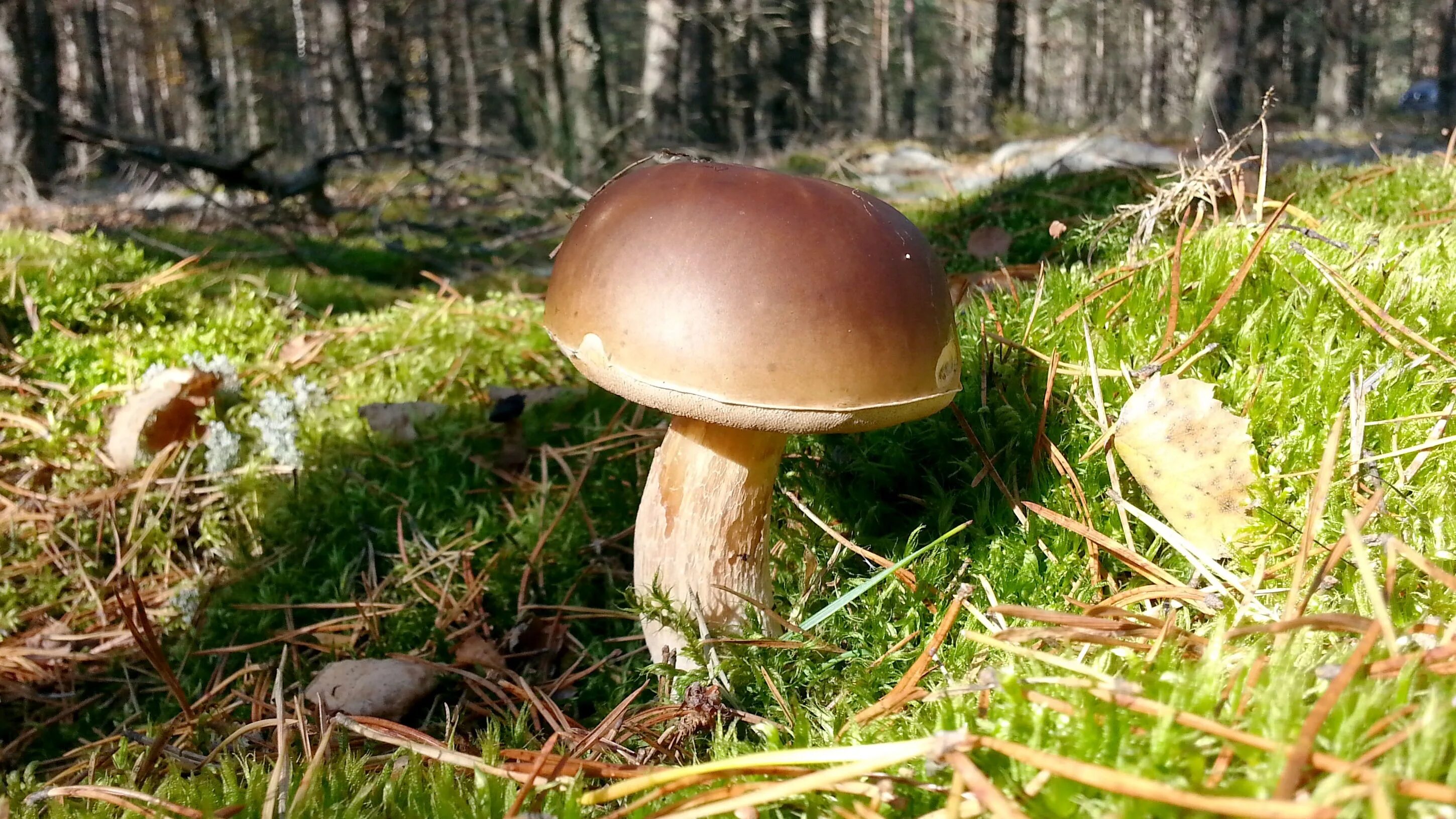 Кировские грибы фото Free Images : nature, forest, grass, autumn, soil, fungus, mushrooms, woodland, 
