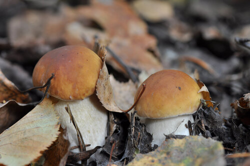 Кировские грибы фото Фотокаталог грибов: Белый гриб (Boletus edulis)