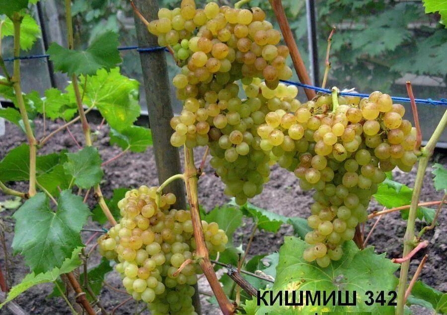 Киш миш виноград фото Сорт винограда кишмиш eCookie.ru