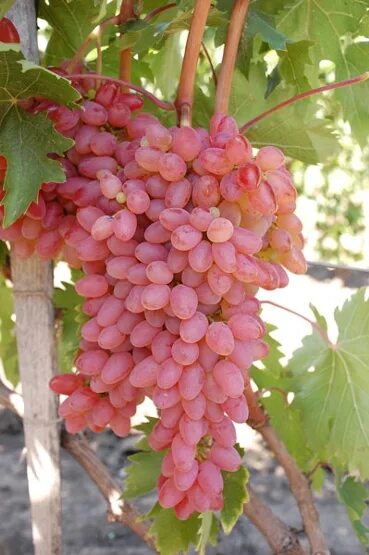 Киш миш виноград фото садовод крым продажа саженцев виноград Мечта