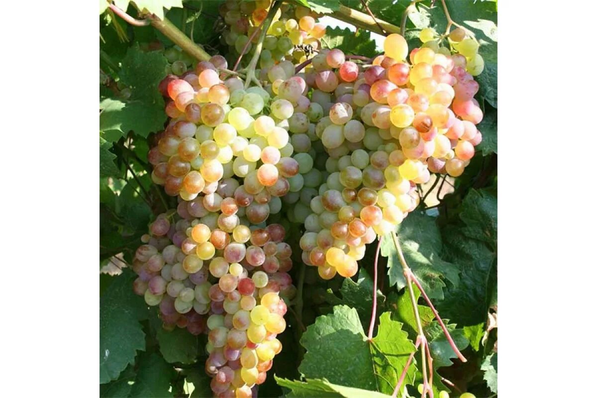 Киш миш виноград фото Виноград Кишмиш Молдавский купить SadBudushego