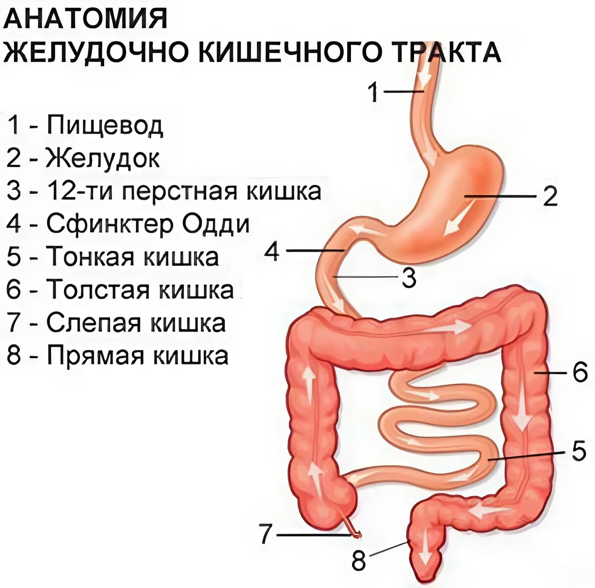 Кишечник схема расположения Почему возникает дефицит витамина В12: Основные причины и симптомы gkvector.com 