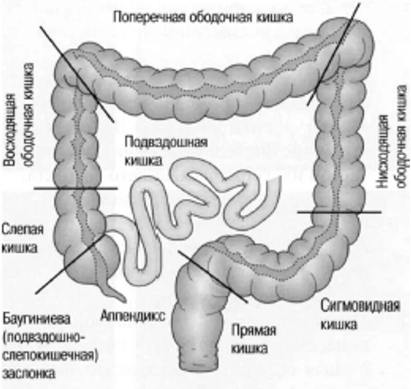 Кишечник схема расположения ФКС - Медицинский центр на Комендантском