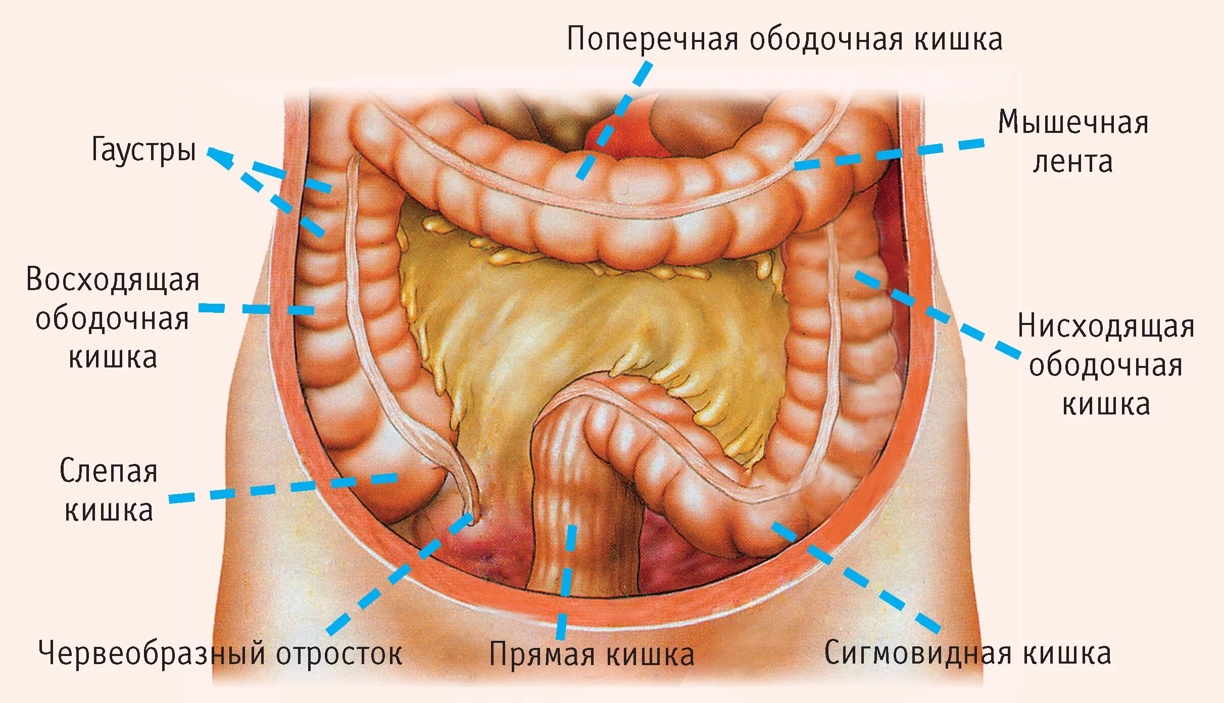 Кишечник схема расположения Поперечно ободочная кишка где