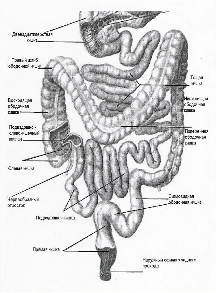 Кишечник схема расположения Кишечник строение анатомия рисунок человека