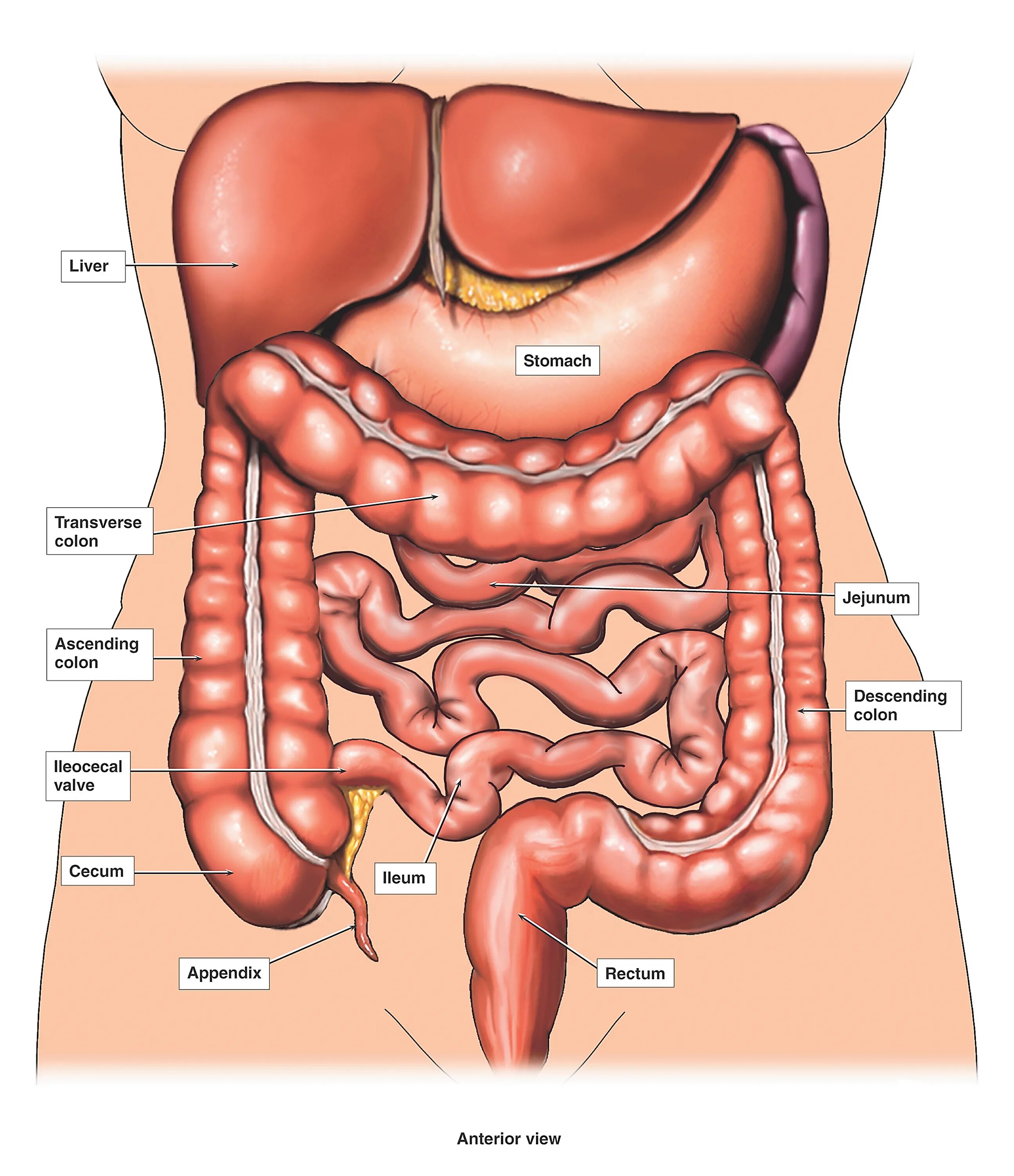 Кишечник схема расположения male-lower-abdabominal-anatomy ⋆ Santa Barbara Deep Tissue - Riktr PRO Massage, 