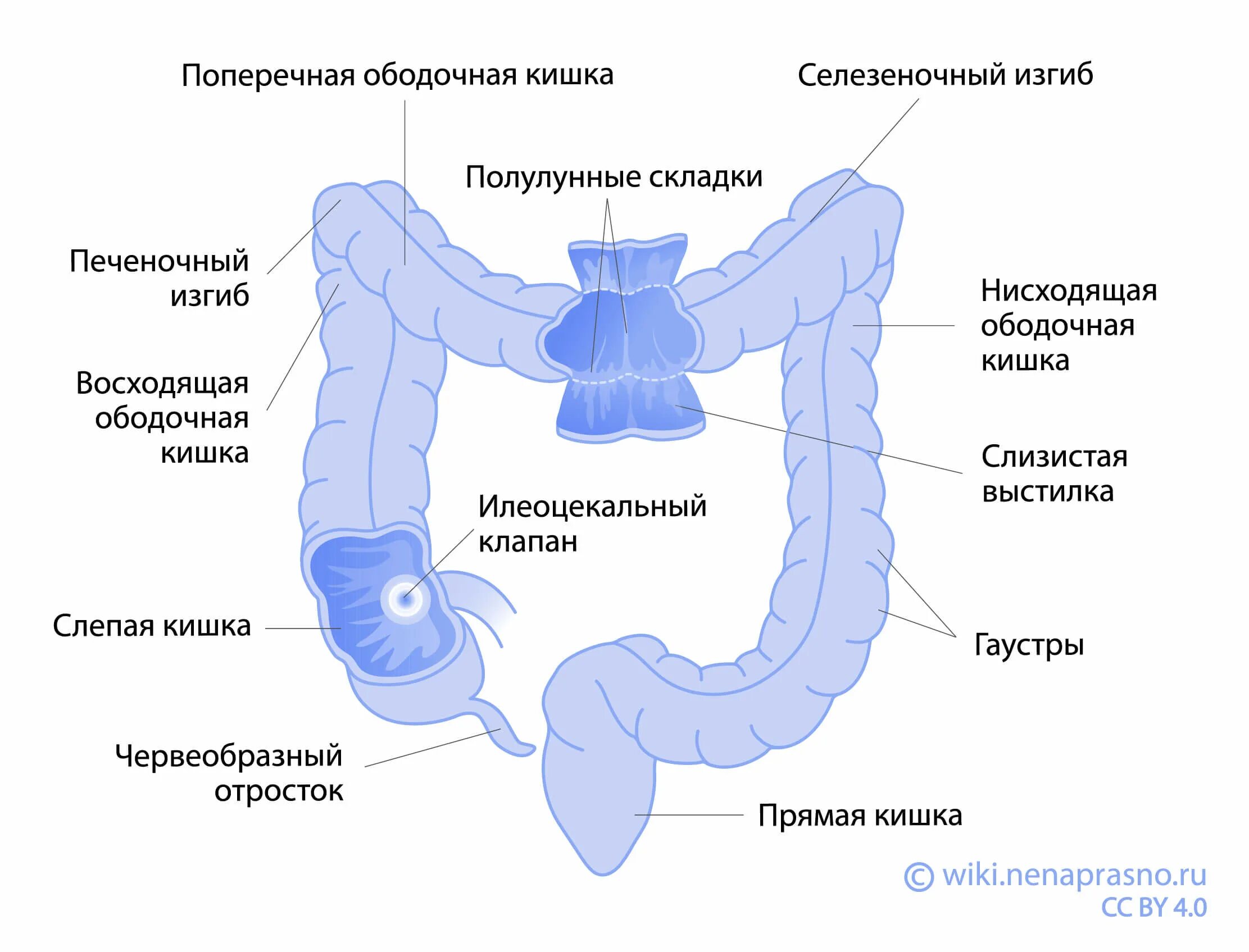 Кишечник схема расположения Онко Вики - Как устроен кишечник?