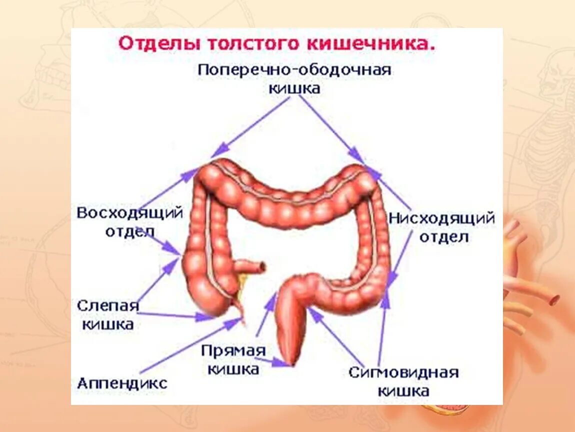 Кишечник схема расположения Рисунок толстого и тонкого кишечника