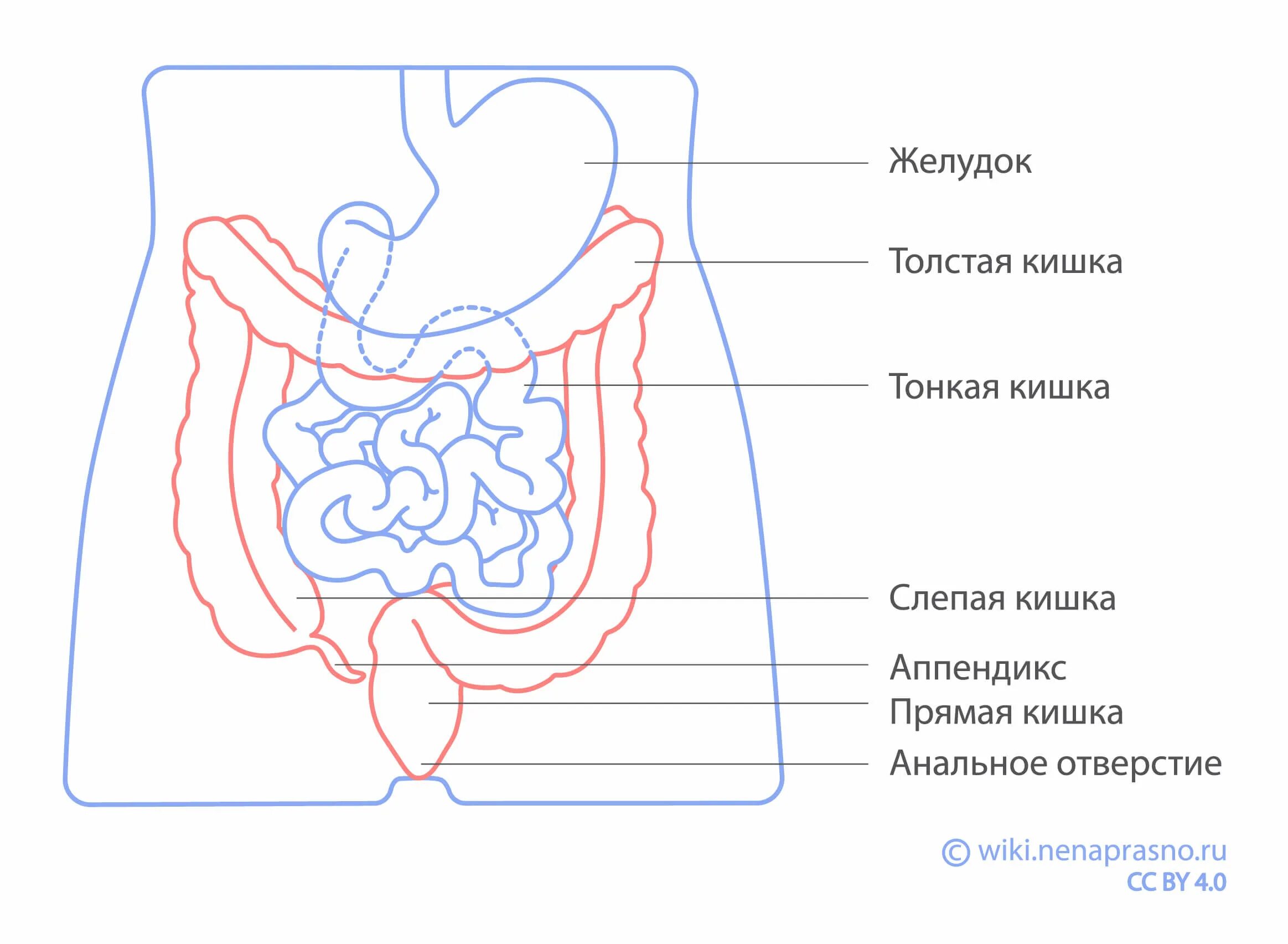 Кишечник схема расположения Онко Вики - Как устроен кишечник?