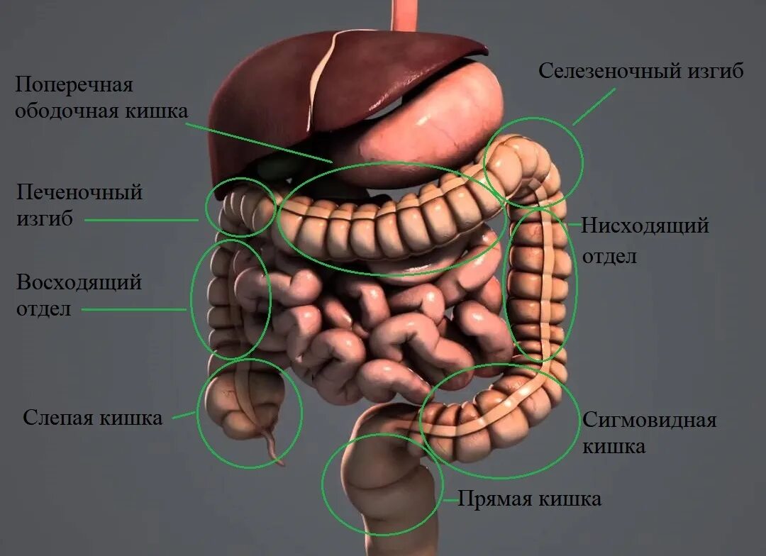 Кишечник схема расположения Типа кишка