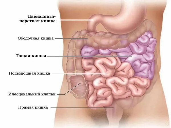 Кишечник женщины схема расположения Фолиеводефицитная анемия: причины, симптомы и лечение в статье эндокринолога Игн