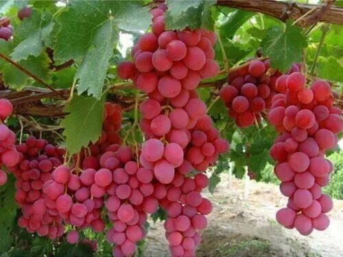 Кишмиш мечта фото Collection -of PINK-BLUE-YELLOWresistant- grapes cuttings- FREE SHIPPING eBay