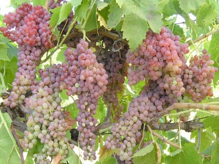 Кишмиш розовый описание сорта фото Виноград Г № 8-32 купить саженцы почтой
