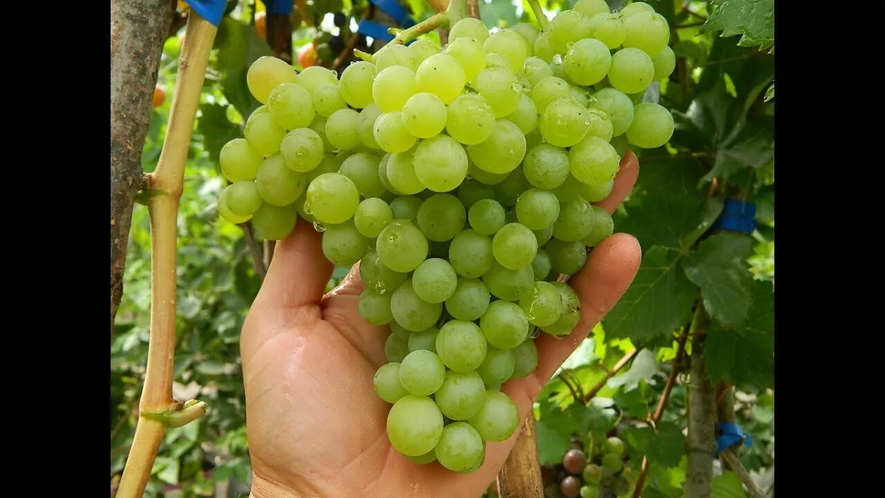 Кишмиш виноград фото Виноград Кишмиш белый круглый. Сезон 2016 (Grapes Kishmish belyy kruglyy. Season