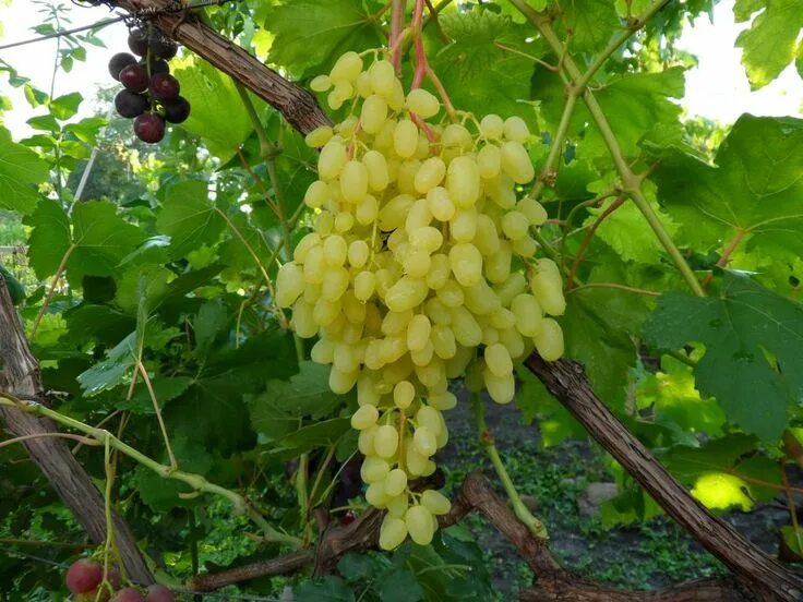 Кишмиш виноград фото Szőlő - Grapes에 있는 핀