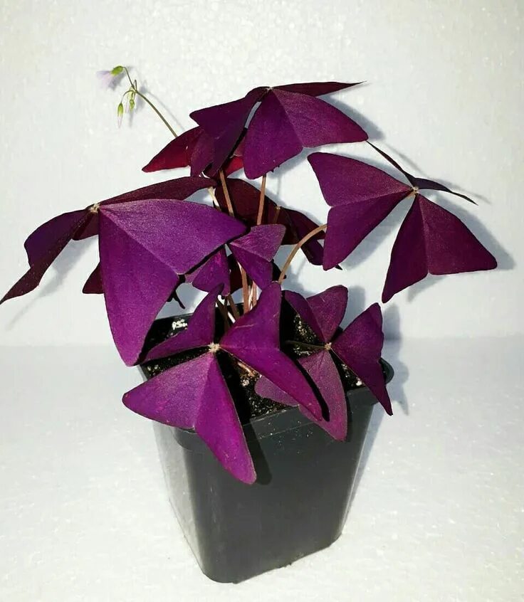 Кислица комнатная фото Oxalis triangularis / Кислица Home decor, Decor, Vase