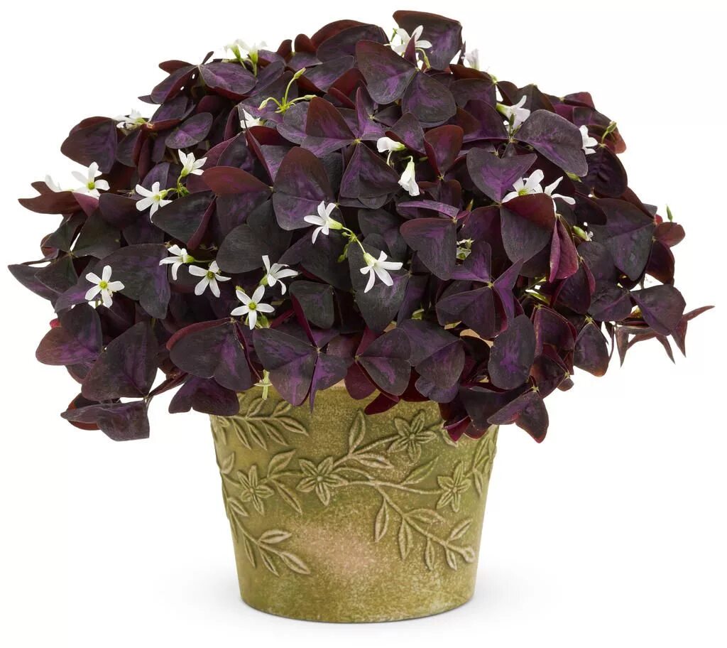 Кислица комнатная фото Charmed ® Wine - Shamrock - Oxalis triangularis Purple shamrock, Patio flowers, 