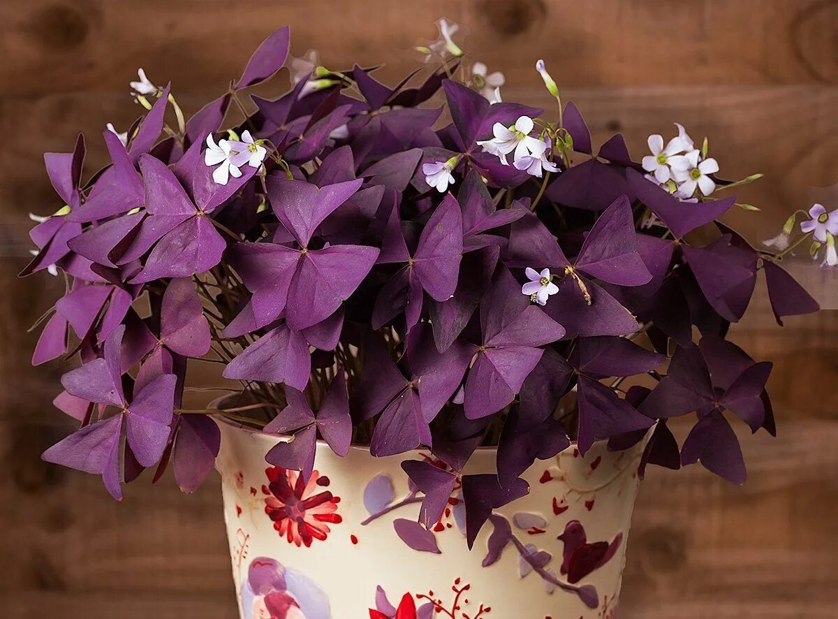 Кислица комнатная фото Easy to Grow Oxalis 'Garnet' Plant Bulbs (10 Pack) - Dark Purple Foliage & Pink 